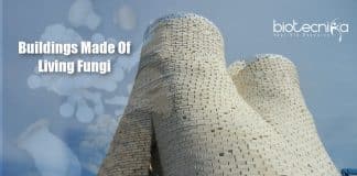 Buildings Made From Living Fungus (1)