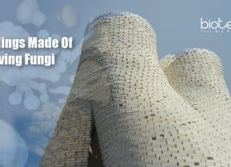 Buildings Made Of Living Fungi Possible: FUNGAR Project Buildings Made From Living Fungus (1)