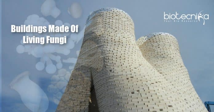 Buildings Made From Living Fungus (1)