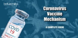 Coronavirus Vaccine Mechanism