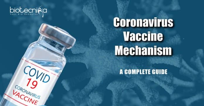 Coronavirus Vaccine Mechanism