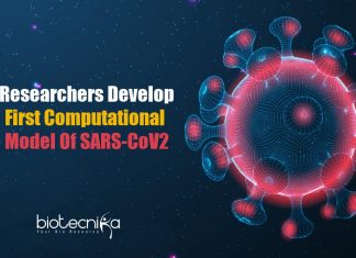 Coronavirus Breakthrough: First Computational Model By Researchers First-Computational-Model-for-Coronavirus