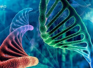 IIT Kanpur Project Vacancies