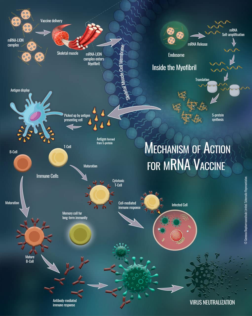 Coronavirus vaccines manufactured in India