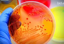 Pondicherry University Microbiology/Biotechnology Research Jobs Pondicherry University Microbiology