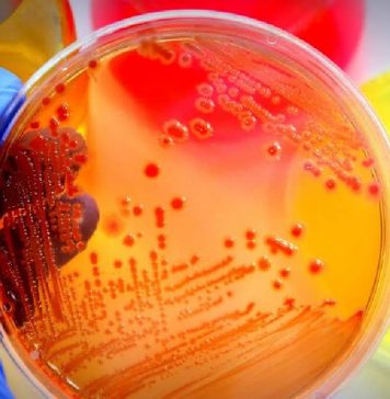 Pondicherry University Microbiology/Biotechnology Research Jobs Pondicherry University Microbiology