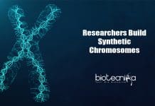 Artificial Chromosomes: A New Means To Produce Valuable Substances TU Delft's Artificial Chromosome