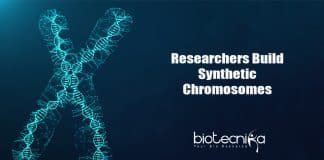 TU Delft's Artificial Chromosome