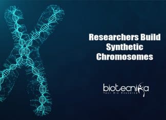TU Delft's Artificial Chromosome