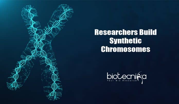 TU Delft's Artificial Chromosome