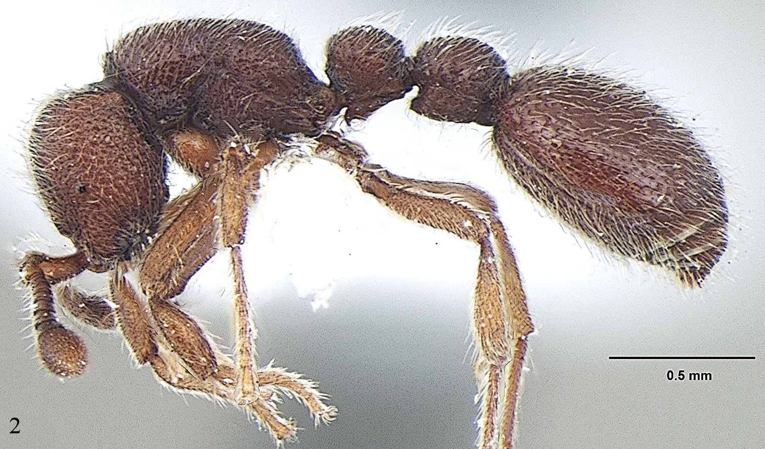 new ant species discovered