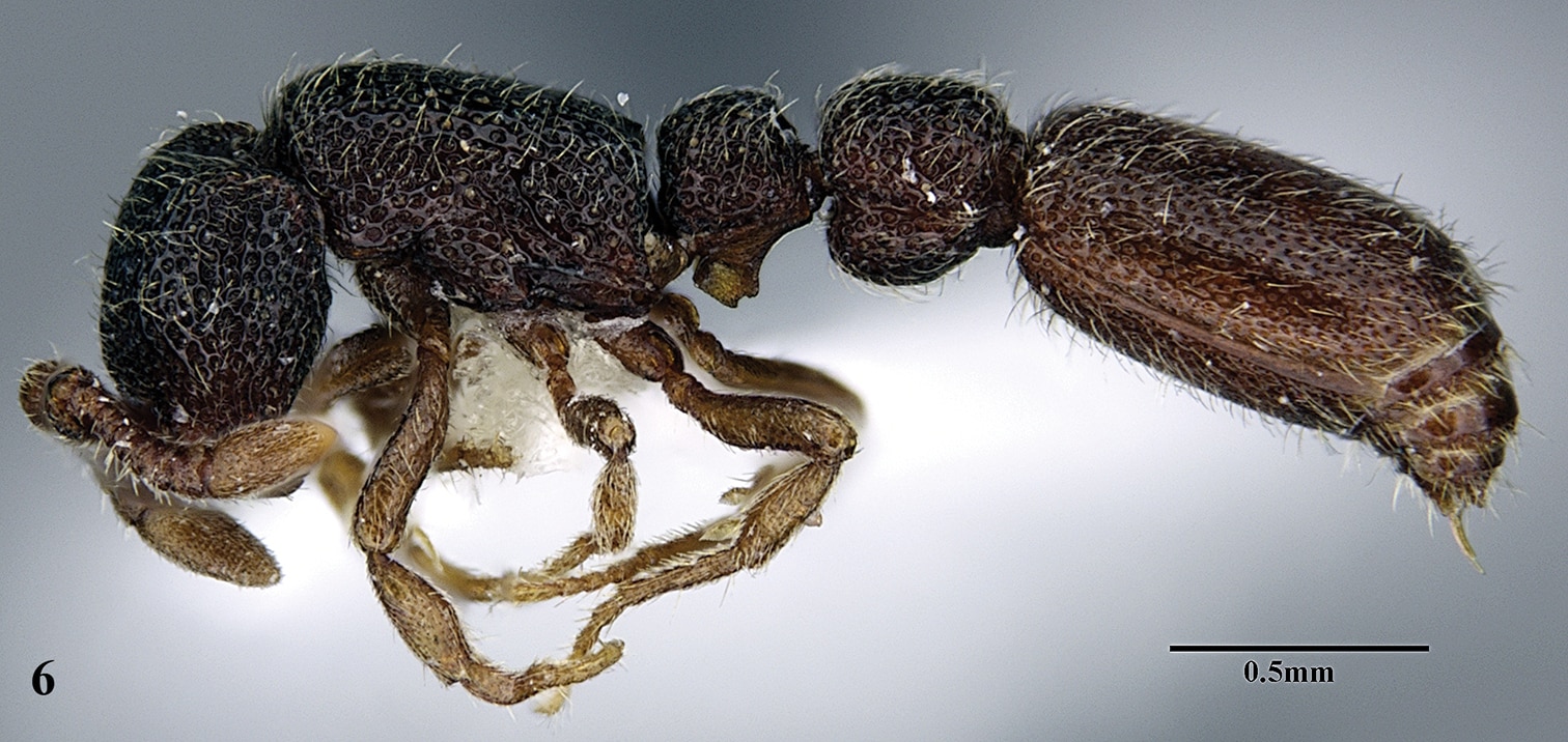 new ant species discovered