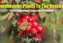 Scientists Discover Super Plants That Soaks Up Roadside Air Pollution A Super Plant Absorbs Pollution
