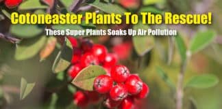 A Super Plant Absorbs Pollution