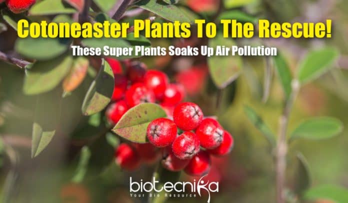 A Super Plant Absorbs Pollution