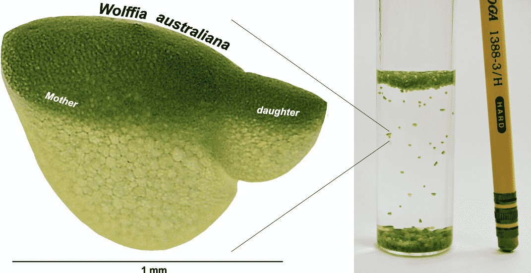 Earth's Fastest-growing plant