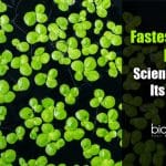 Earth's Fastest-growing plant