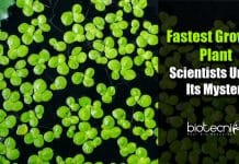 Scientists Unveil Mystery Of World’s Fastest Growing Plant Earth's Fastest-growing plant