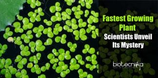 Earth's Fastest-growing plant