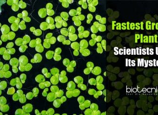 Scientists Unveil Mystery Of World’s Fastest Growing Plant Earth's Fastest-growing plant