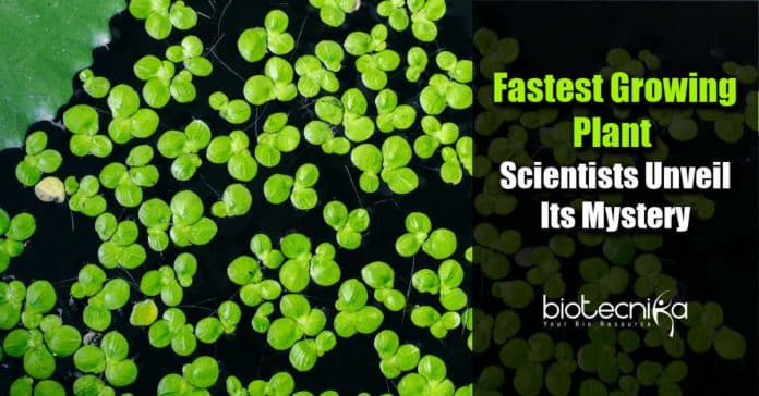 Earth's Fastest-growing plant
