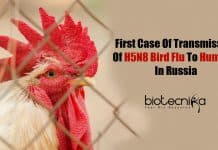 Russia Detects First Cases Of H5N8 Bird Flu In Humans H5N8 bird flu in humans