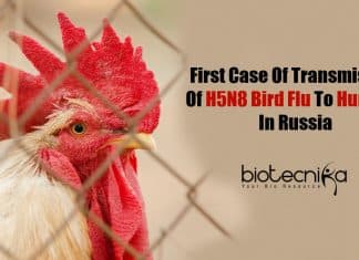 H5N8 bird flu in humans