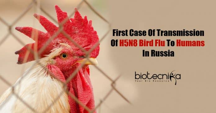 H5N8 bird flu in humans