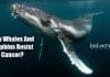 Whales & Dolphins Can Resist Cancer And Their DNA Reveals Why How Whales And Dolphins Resist Cancer