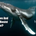 How Whales And Dolphins Resist Cancer