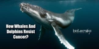 How Whales And Dolphins Resist Cancer