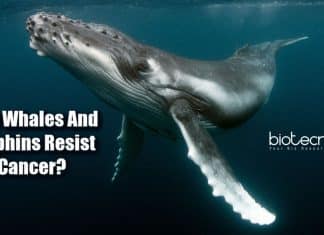 How Whales And Dolphins Resist Cancer