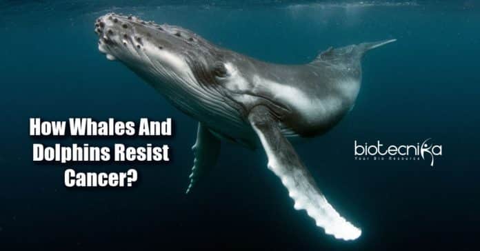 How Whales And Dolphins Resist Cancer