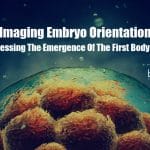 Imaging Embryo Orientation