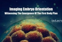 Imaging Embryo Orientation – Witnessing The Emergence Of The First Body Plan Imaging Embryo Orientation