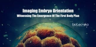 Imaging Embryo Orientation