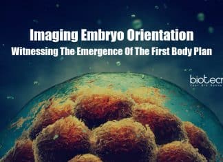 Imaging Embryo Orientation – Witnessing The Emergence Of The First Body Plan Imaging Embryo Orientation