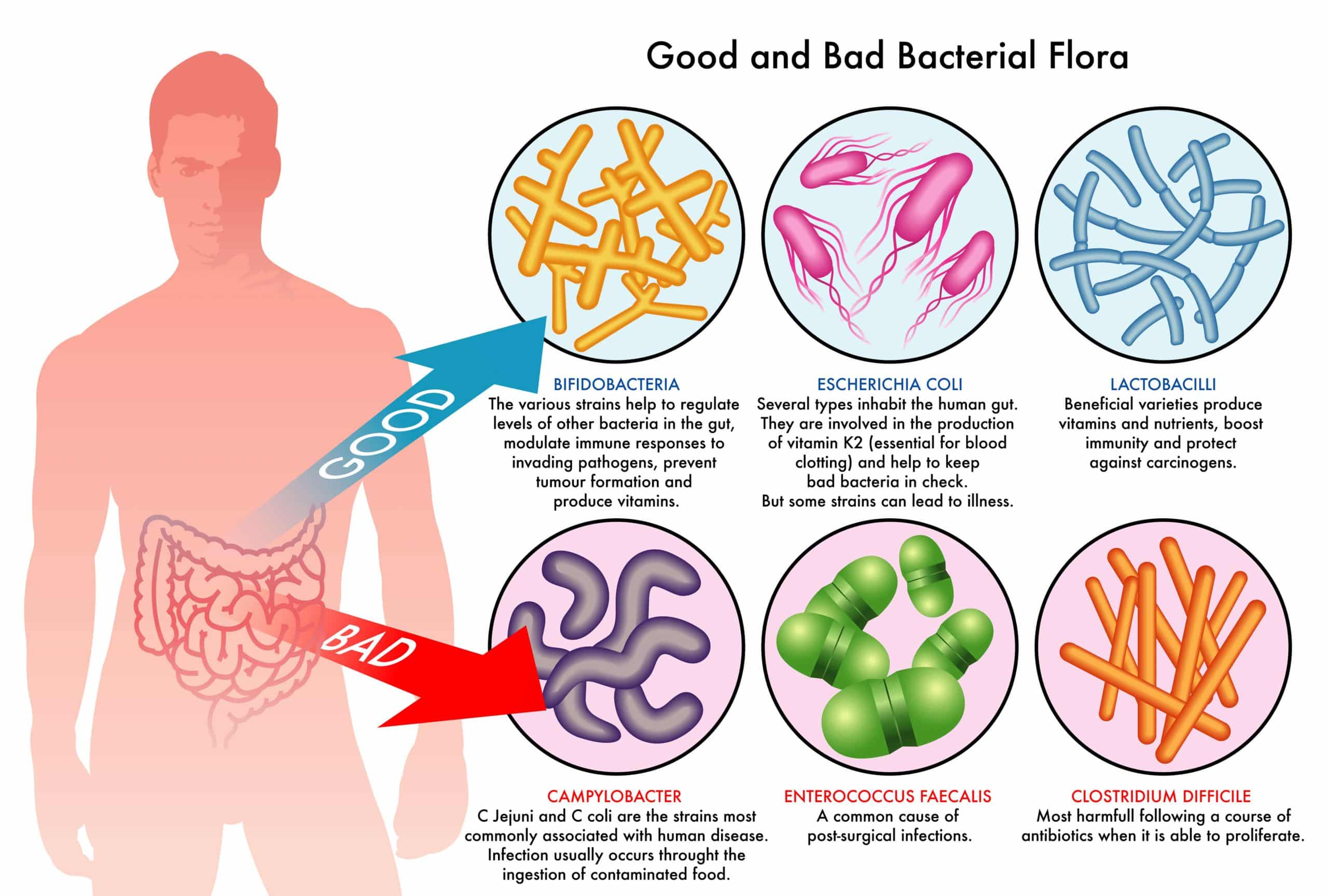 A career as a Bacteriologist