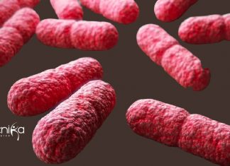 E Coli Project Recruitment For Molecular Biology at IISER Mohali IISER Mohali RA Job