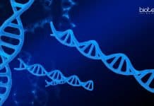 MACS-ARI Pune Genomics Job Opening – Junior Research Fellow MACS-ARI Pune Genomics Job