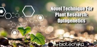 Optogenetics In Plant Research, Plant Science