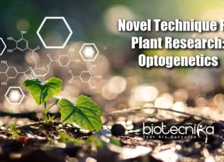 Optogenetics In Plant Research, Plant Science