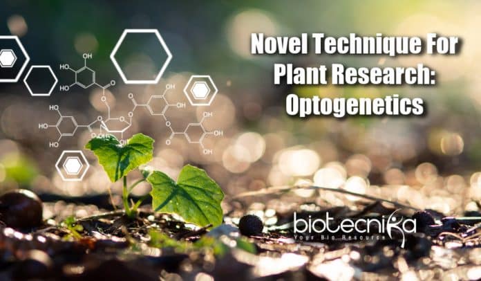 Optogenetics In Plant Research, Plant Science