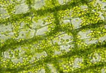 Periyar University Biotechnology Project Fellow Recruitment Periyar University Biotechnology Project