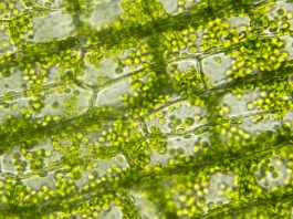 Periyar University Biotechnology Project