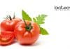 Calcutta University Tomato Gene Regulation Project Recruitment Project Assistant Vacancy