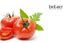 Calcutta University Tomato Gene Regulation Project Recruitment Project Assistant Vacancy