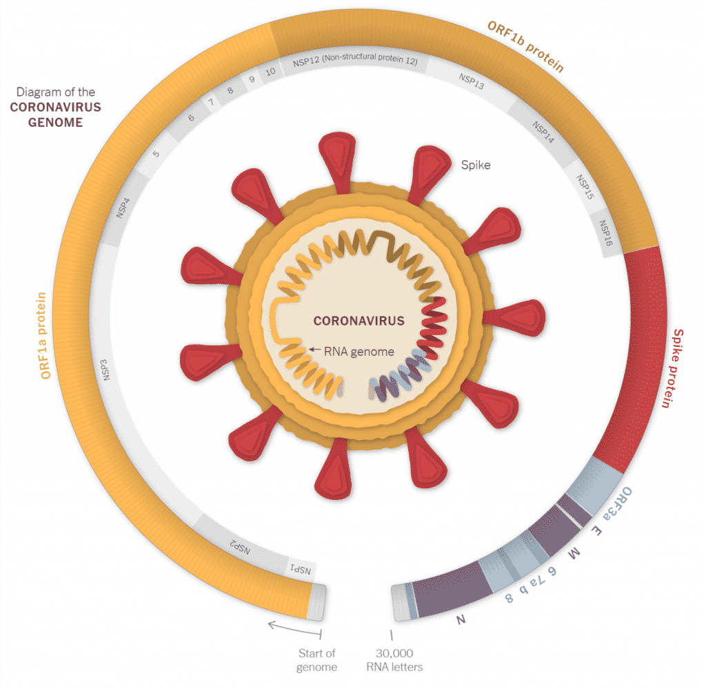 Variants Mutations of SARS-CoV-2