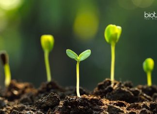 Tezpur University Botany Junior Research Fellow Recruitment Tezpur University Botany