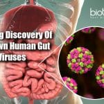 Unknown Human Gut Viruses